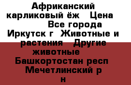 Африканский карликовый ёж › Цена ­ 6 000 - Все города, Иркутск г. Животные и растения » Другие животные   . Башкортостан респ.,Мечетлинский р-н